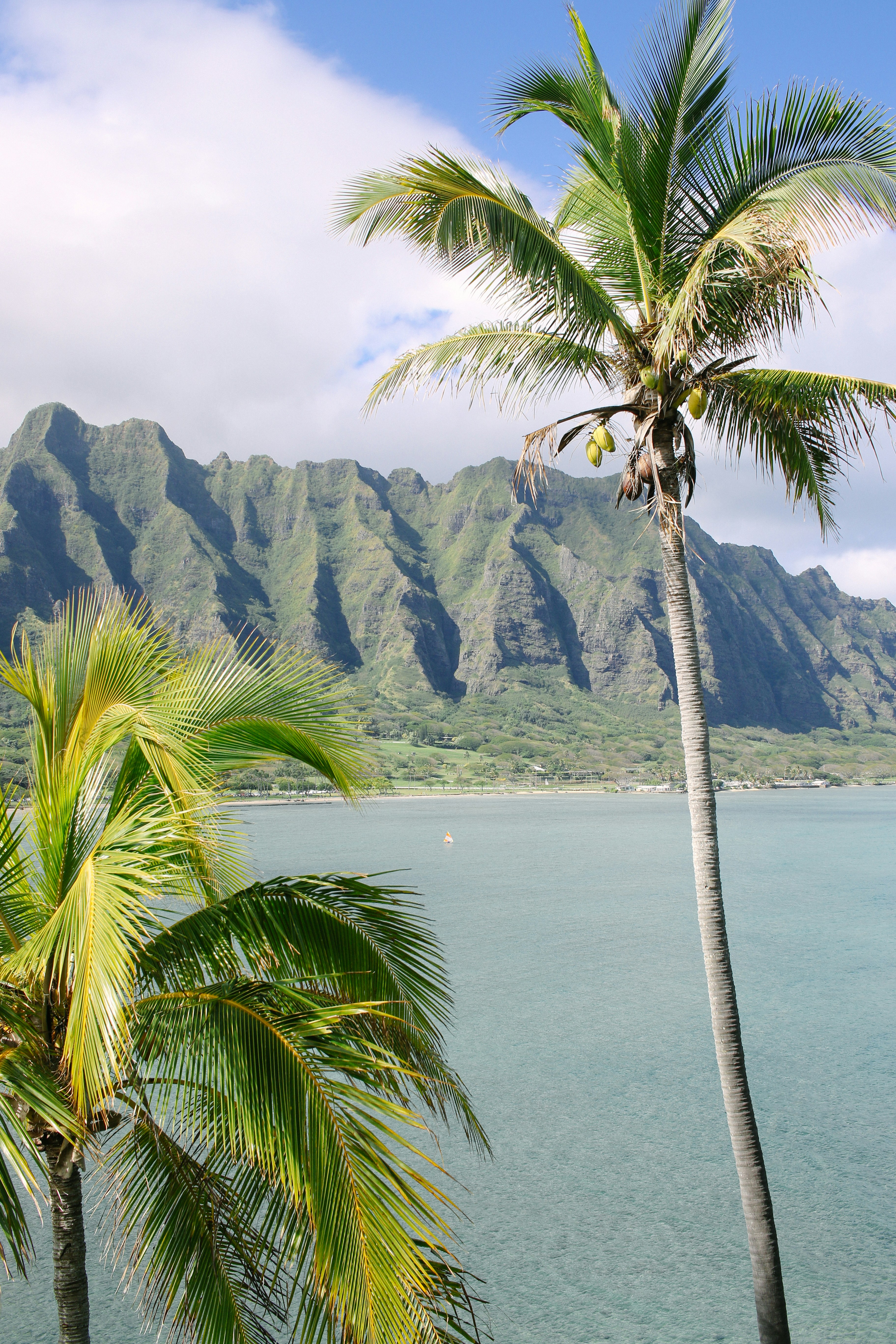 Hawaii palm trees and mountains